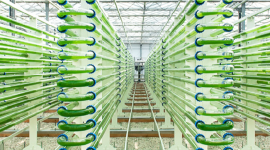 algae green machine for sustainable wastewater treatment