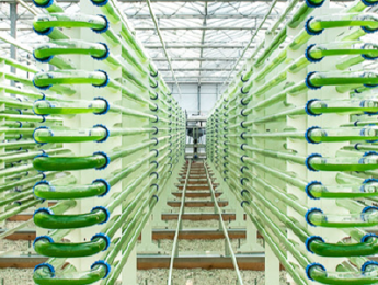 Algae: The green machine for sustainable wastewater treatment