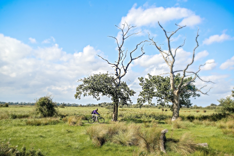 Carlton Marshes landscape by John Ferguson.png