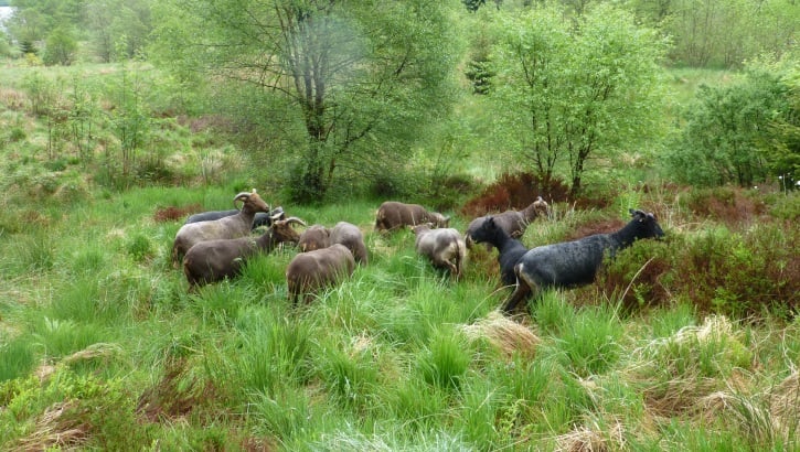 Grazing shetland