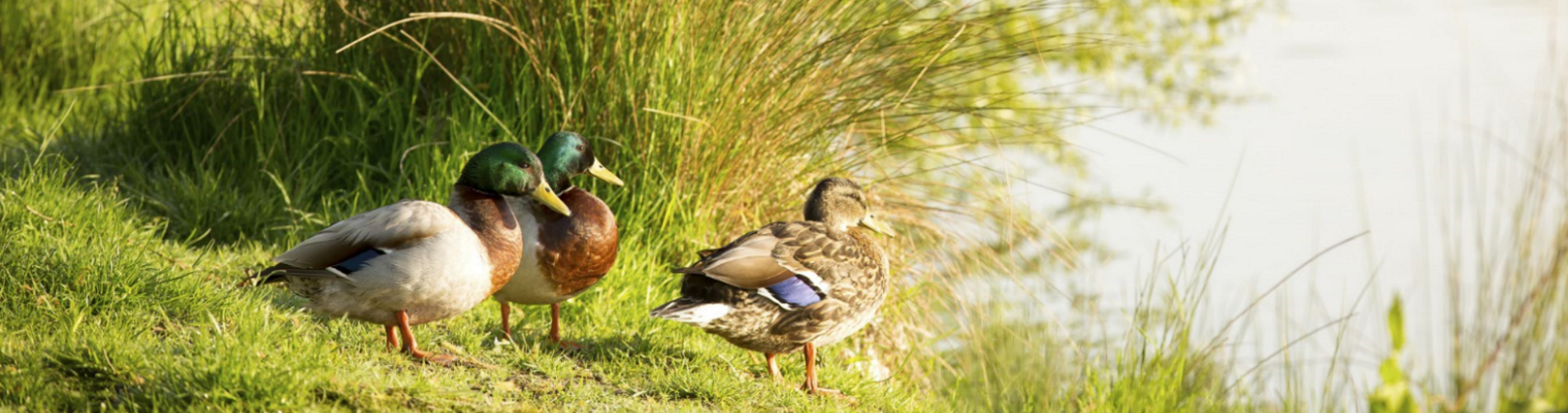 Water Environment Governance Group (WEGG)