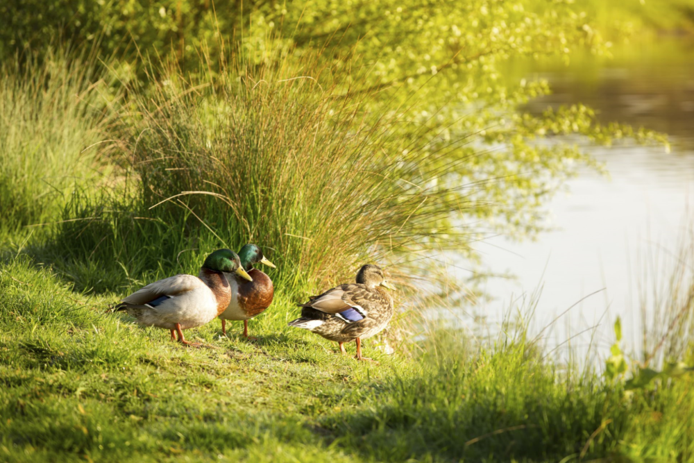 Water Environment Governance Group (WEGG)