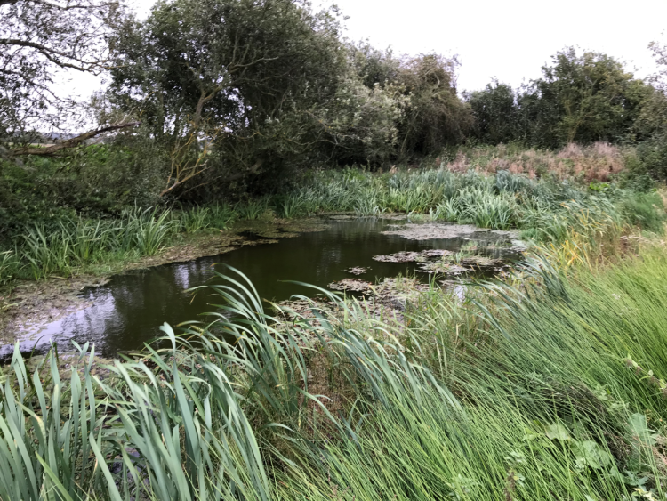 Abberton pond after.png