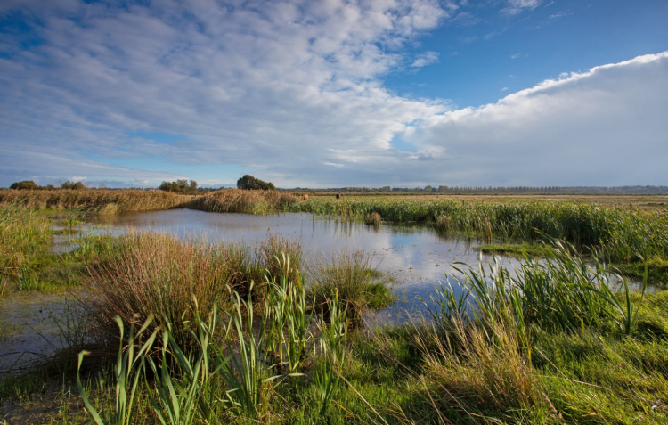 Carlton Marshes lamdscape by Steve Aylward.png