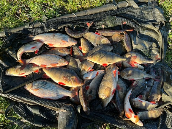 Hundreds of fish saved.PNG