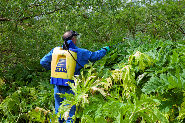 Mick Donkin of WRT treating giant hogweed.png