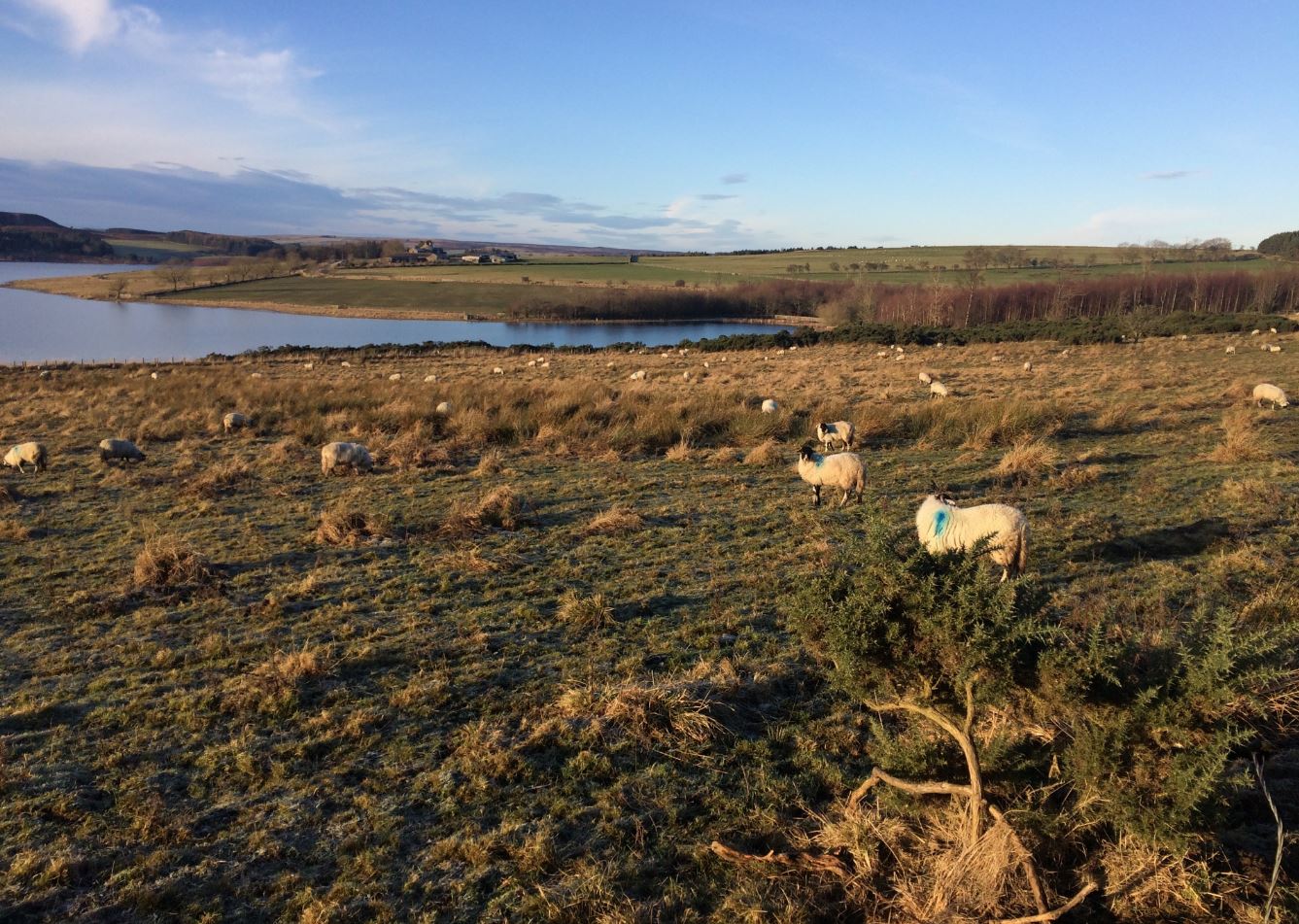 New tree planting at Derwent Reservoir.JPG