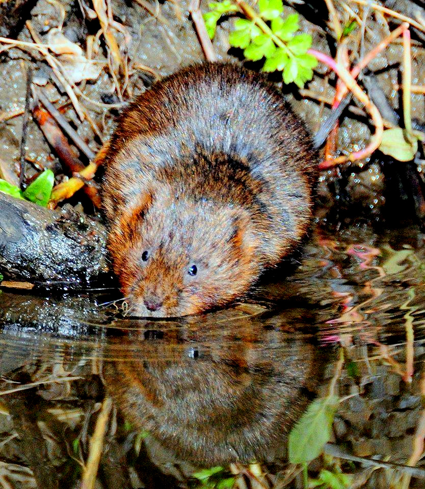 water vole - The Don.jpg