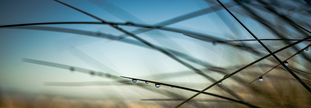 Water droplets on grass web banner