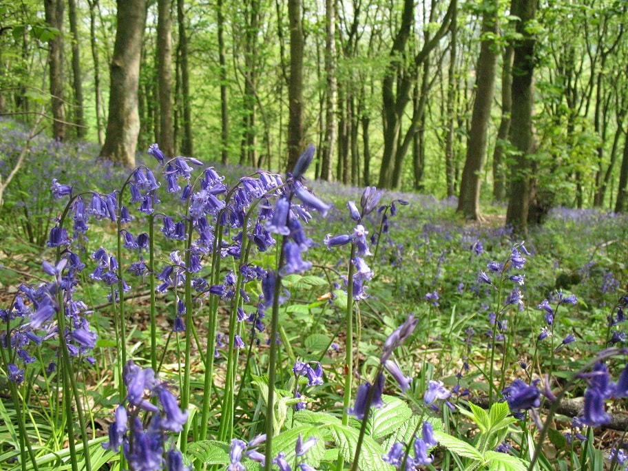 Bluebell wood