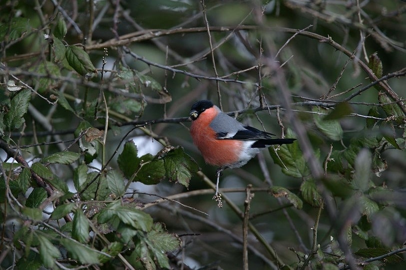 Bullfinch