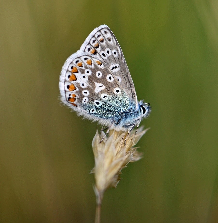 Common Blue