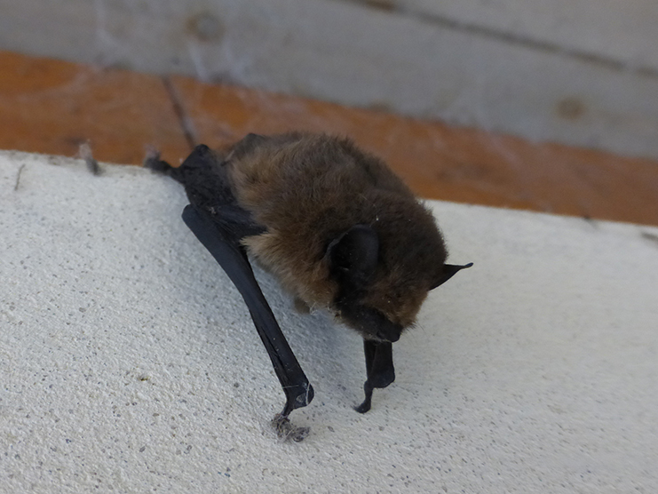 Pipistrelle Bat