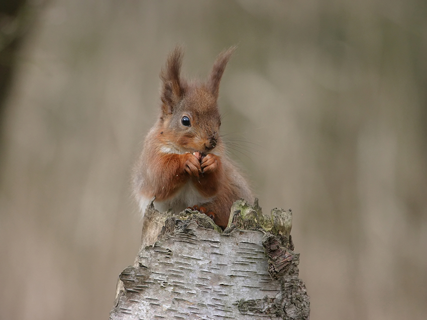 Red squirrel