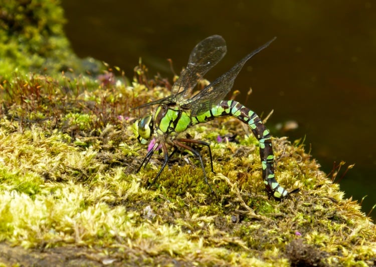 Southern Hawker