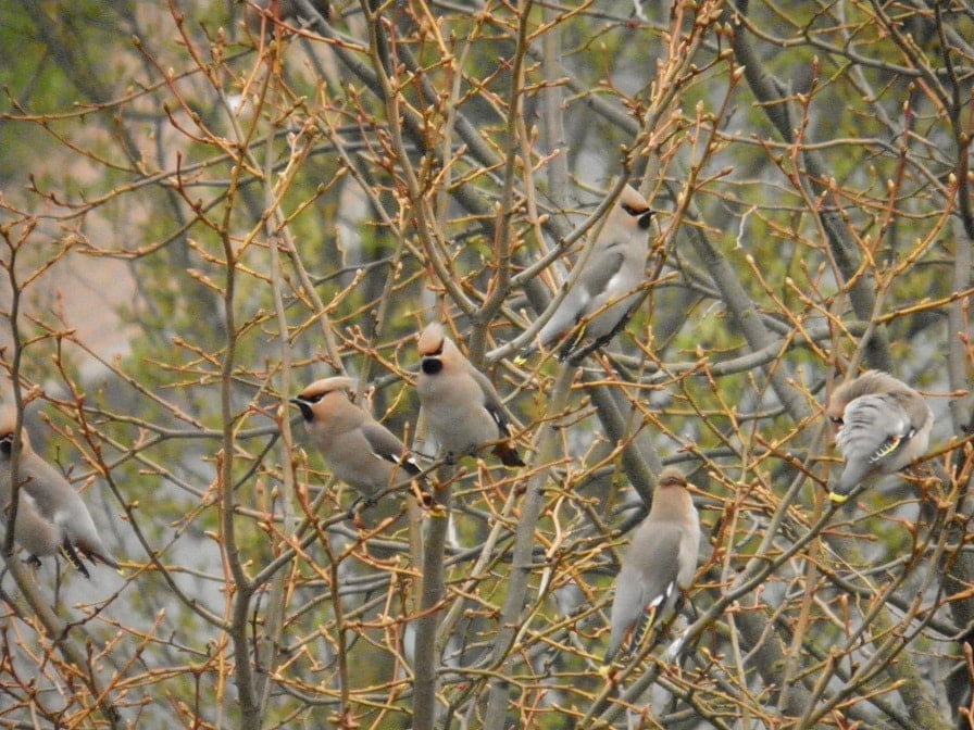 Waxwings