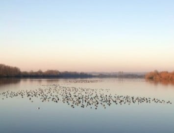 Birds on reservoir