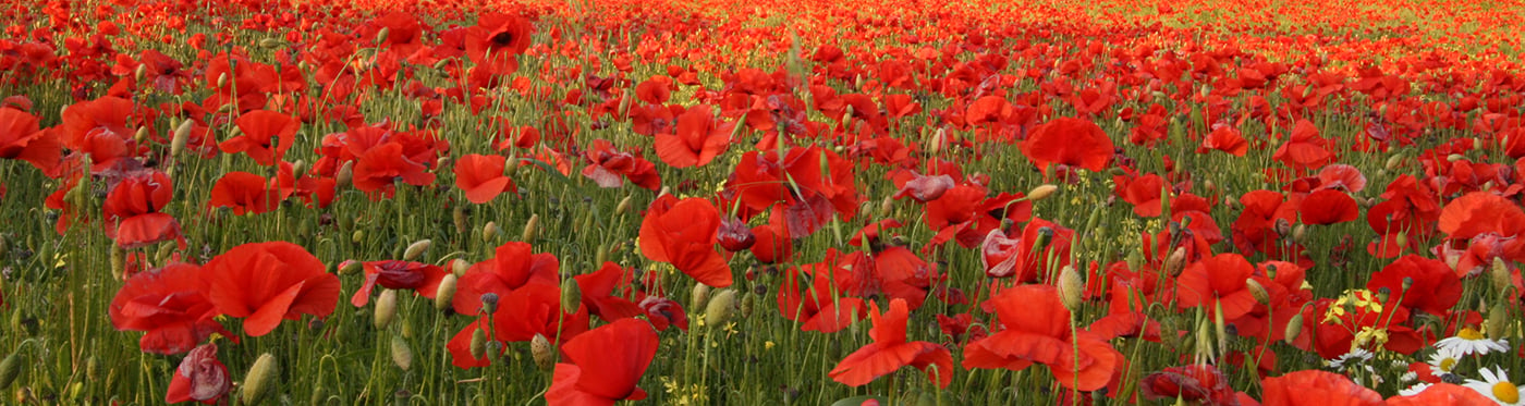 Poppy field near Greenside