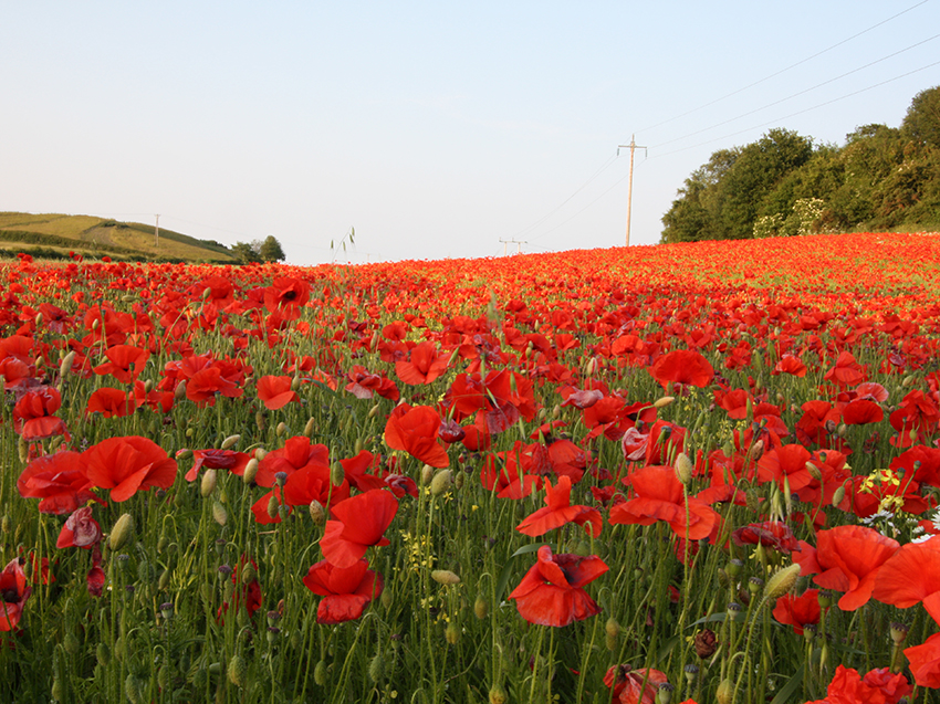 Poppy field near Greenside