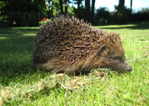 Hedgehog