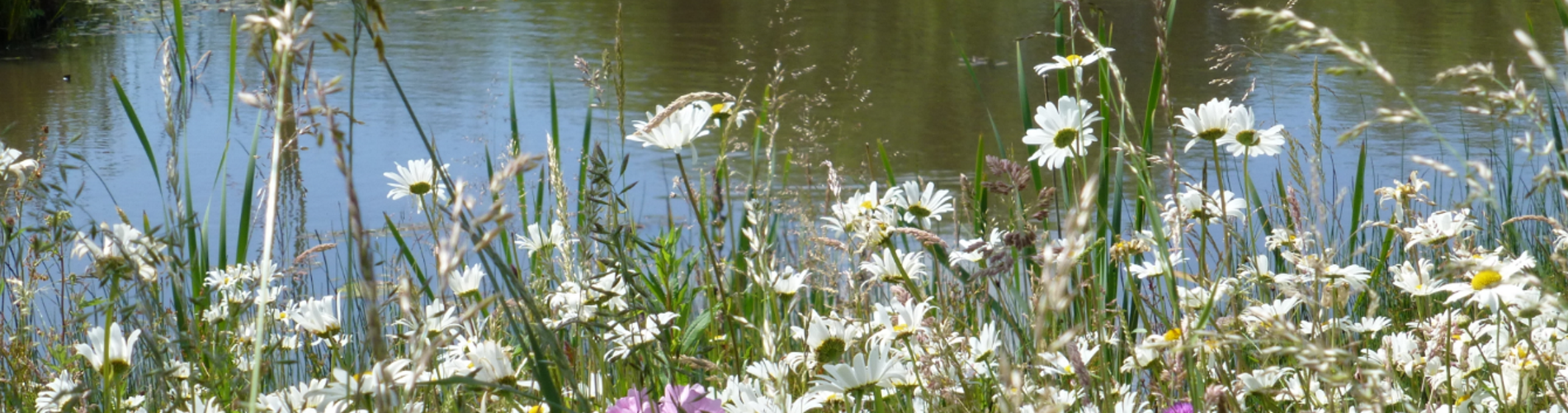 Biodiversity