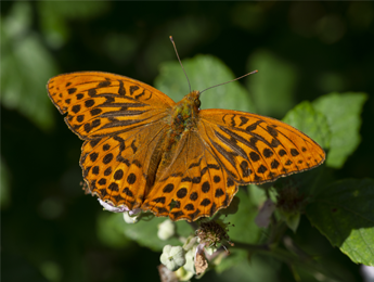 Thriving nature and communities