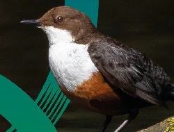 Task Force on Nature-Related Financial Disclosures